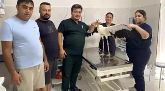 Alaşehir'de Yorgun Leylek Tedavi Edildi