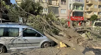 Efeler'de Süs Ağacı Araçların Üzerine Devrildi