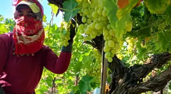 Sarıgöl'de Erkenci Üzüm Sezonu Başladı