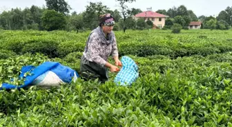 ÇAYKUR'dan Çay Üreticilerine Hasat Uyarısı