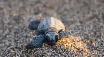 Çıralı Sahilinde İlk Deniz Kaplumbağa Yavruları Denize Ulaştı