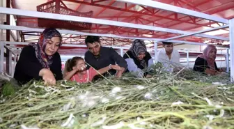 Elazığ'da Genç Girişimcinin İpek Böceği Başarısı