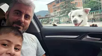 Trabzon'da Pitbull Cinsi Sokak Köpeği Esnafın Yoldaşı Oldu