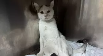 Burdur'da Havalı Tüfekle Yaralanan Kedi Ameliyatla Kurtarıldı