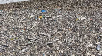 Mersin'de Balık Ölümleri: Tarım ve Orman Müdürlüğü İnceleme Başlattı