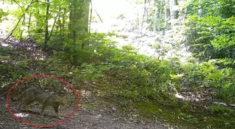 Nesli Tükenme Tehlikesi Altındaki Yaban Kedisi, Bursa'da Fotokapana Yansıdı