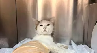 Havalı Tüfekle Yaralanan Kedi Ameliyat Edildi