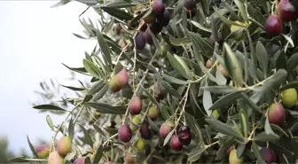 Zeytinlik alanlarda yapılaşma yasası nedir? SON DAKİKA Zeytin yasası Meclis'ten geçti mi?
