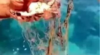 Alanya'da Hayalet Ağa Takılan Yengeçler Kurtarıldı