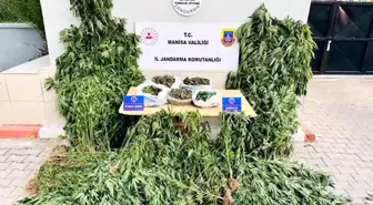 Manisa'da Yasa Dışı Kenevir Ekimi Operasyonu