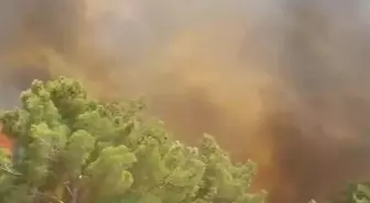 Çanakkale'de Orman Yangını: Ekipler Müdahale Ediyor