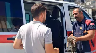Erzincan'da Sıkışan Kedi İtfaiye Ekipleri Tarafından Kurtarıldı