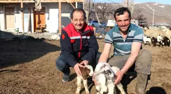 Erzincan'da Koyunculuk Projesine Kredi Desteği Arttırıldı