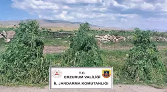 Pasinler'de 401 Bin Kök Kenevir Ele Geçirildi