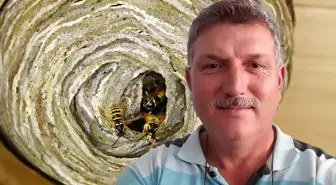 Hobi bahçesinde yaban arılarının yuvasını bozan vatandaşın acı sonu
