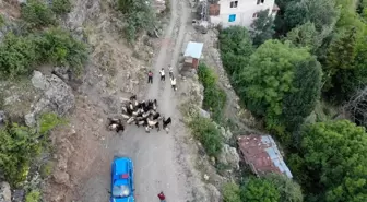 Artvin'de Kaybolan 30 Küçükbaş Hayvan Dron ile Bulundu