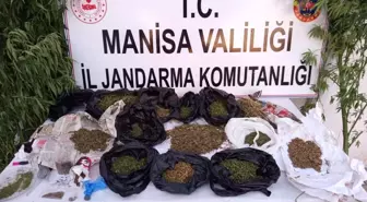 Manisa'da Uyuşturucu Operasyonu: 12 Kilo Esrar ve 15 Kök Kenevir Ele Geçirildi
