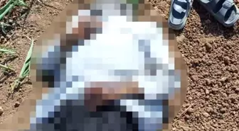 Şanlıurfa'da Mısır Tarlasında Erkek Cesedi Bulundu