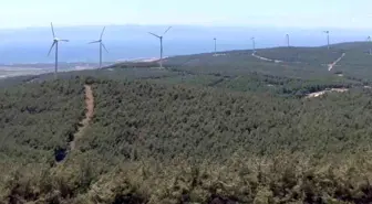 Şarköy'deki Orman Yangını'nın Tahribatı Yürek Burktu
