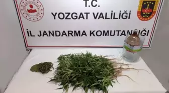 Yozgat'ta Kenevir Operasyonu: 40 Kök Ele Geçirildi