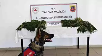 Yalova'da Yasa Dışı Kenevir Ekimi Yapan Zanlı Tutuklandı