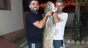 Bilecik'te Amatör Balıkçılara 30 Kilogramlık Yayın Balığı Yakalandı