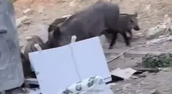 Hatay'ın Defne İlçesinde Yaban Domuzları Yerleşim Alanına İndi