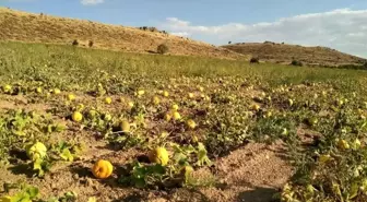 Kabak Çekirdeği Hasadı 2025'te Azalacak