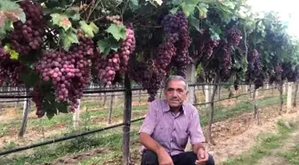 Sarıgöl'de 2025 Üzüm Sezonu İşçi Ücretleri Belirlendi