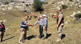 Kayıp 17 Büyükbaş Hayvan Jandarma Tarafından Bulundu