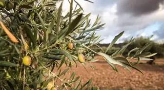 Zeytinliklerin madencilik faaliyetlerine açılmasını öngören kanun teklifi Meclis'te kabul edildi