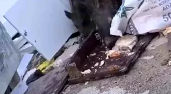Hatay'da Aç Kalan Domuzlar Yerleşim Alanına İndi