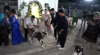 Çanakkale'de Düğün Hediyesi Olarak Buzağı Verildi