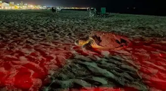 Didim'de Deniz Kaplumbağaları Son Yumurtalarını Bırakıyor