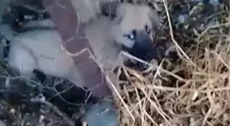 Elazığ'da Yavru Köpeği Kurtaran Vatandaşın Mücadelesi Yürekleri Isıttı
