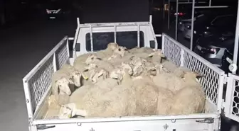 Isparta'da 32 Küçükbaş Hayvanı Çalan Şüpheliler Uşak'ta Yakalandı