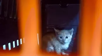 Antalya'da Kanalizasyona Düşen Yavru Kedi Kurtarıldı