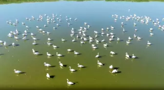 Eber Gölü'ndeki Flamingolar Kuraklıkla Mücadele Ediyor