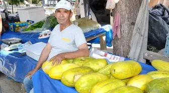 Manisa'da Altınbaş Kavunu Hasadı Başladı ve Coğrafi İşaret İçin Çalışmalar Devam Ediyor