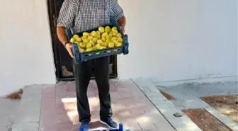 Mersin'in Mut İlçesinde Beyaz İncir Hasadı Başladı