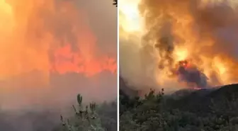 Sakarya'da orman yangını! Bir mahalle tahliye edildi