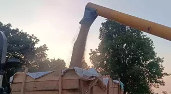 Bilecik'te Arpa ve Buğday Hasadı Başladı, Çiftçilerin Yüzü Gülüyor
