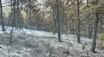 Uşak'taki Orman Yangını Kısmen Kontrol Altına Alındı