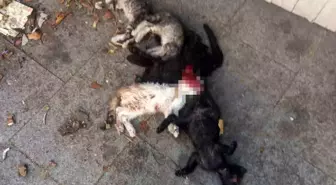 Maltepe'de 6 Yavru Kedi Vahşice Öldürüldü, 1 Kişi Gözaltında
