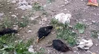 Yüksekova'da Başka Köpekler 21 Hindi ve Tavuğu Telef Etti