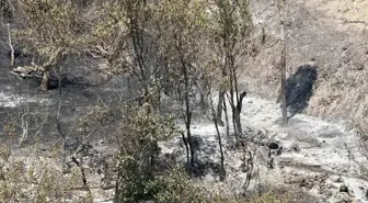 Sakarya'da Orman Yangını Kısmen Kontrol Altına Alındı