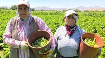 Şuhut'ta Fasulye Hasadı Başladı, Fiyatlar Düşük