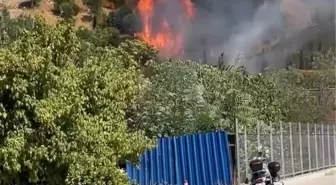 İstanbul Kağıthane'de ağaçlık alanda yangın