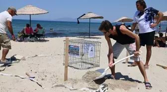 Kuşadası'nda Caretta Caretta Yumurtaları Koruma Altına Alındı