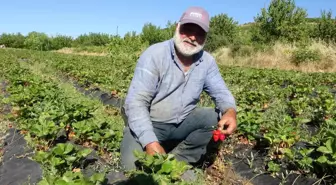 Malatya'da Zirai Don Felaketi, Doğanyol Çiftçisini Güldürdü
